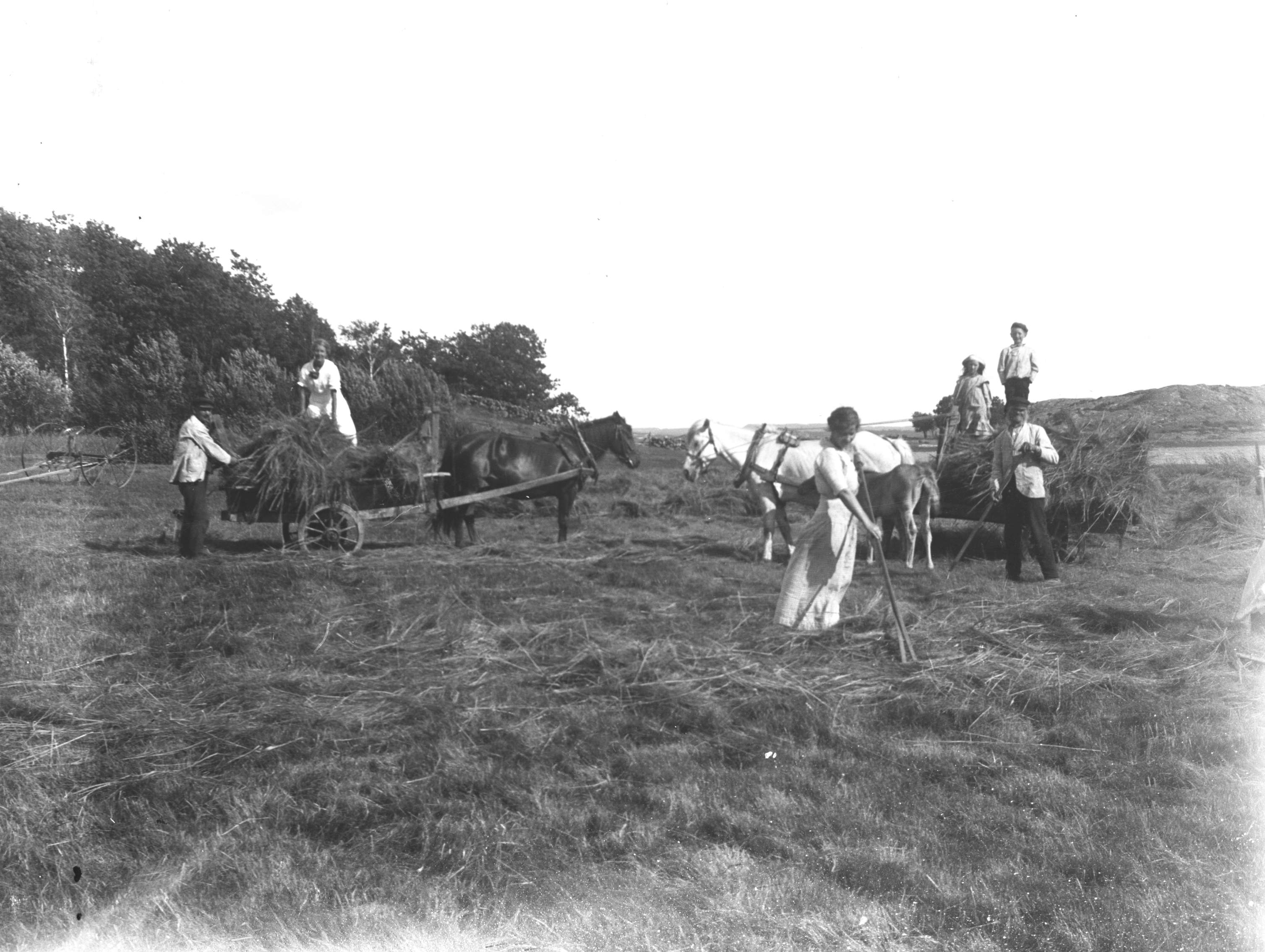 Höbärgning på Sörgård